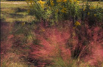 Gulf Muhly and Sunflowers make a perfect, colorful combination.
