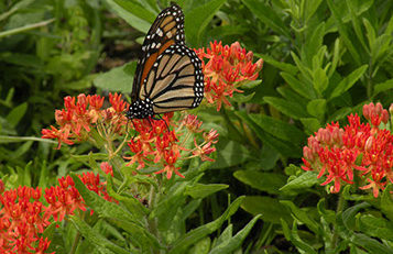 Monarch Butterfly on Butterfly Milkweed