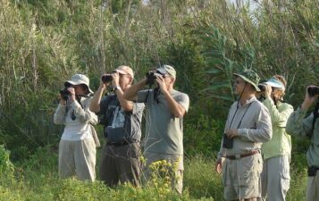 Birding Classes for Adults