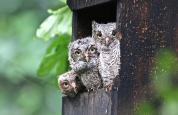Eastern Screech Owl babies take a look at the world.
