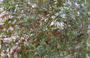 Cedar Waxwings eat Yaupon Holly berries.