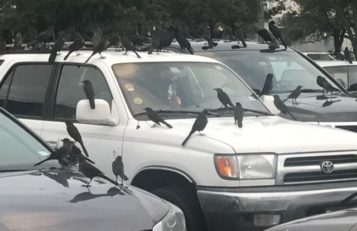 https://www.birdfriendlyhouston.org/wp-content/uploads/2017/01/Grackles-on-car-357x231.jpg