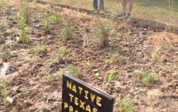 Native Texas Prairie Plots