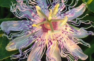 Purple Passionflower has gorgeous blooms and is an aggressive grower.
