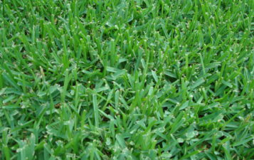 Learn about Lawn