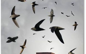 Chimney Swift Counting