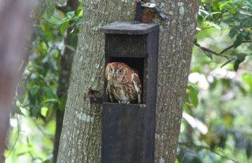 https://www.birdfriendlyhouston.org/wp-content/uploads/2017/01/screech-owl-in-box-357x231.jpg